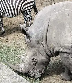 Nyíregyháza Zoo
