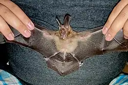 Brown bat