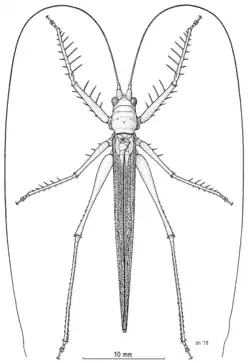 Orthoptera: Tettigoniidae