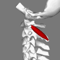 Close up. Vertebral column, occipital bone and obliquus capitis inferior muscle. The muscle arises from the apex of the spinous process of the axis and insert into the lower and back part of the transverse process of the atlas.