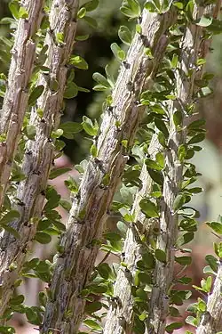 Closeup of leaves