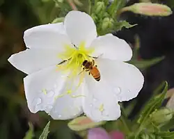 A visit by a bee