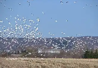 Alte of a flock of snow geese, chemin des Trente-Trois