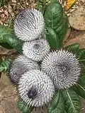Oldenburgia grandis (flower buds) in Kristenbosch National Botanical Gardens-South Africa