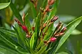 Oleander shrub in the city