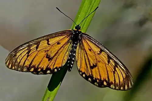 Dorsal view (female)