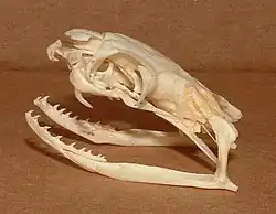 King cobra skull