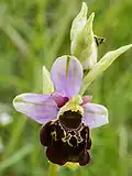 Late spider orchid.