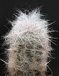 closeup of spines and hairs
