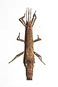 female of the stock from Dong Nai – dorsal