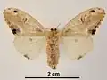 Female, ventral view