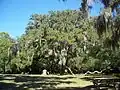 Fairchild Oak