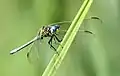 Immature male