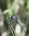 Old male