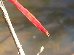 Male tail