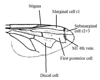 Orthonevra sp. wing diagram