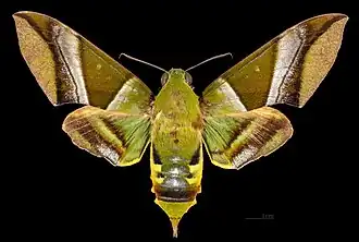 Oryba kadeni ♀