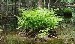 Mature plant