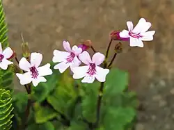 Light pink corollas with dark lines