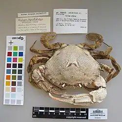 Dorsal view of a preserved Ovalipes catharus specimen with the anterior facing the bottom of the frame. A note at the top reads "Norman Douglas collection. Beneath that, another reads: "Ovalipes bipustulatus. Swimming crab. Maketu, Bay of Plenty, 5 April, 1977. Ashore, dead, in a wash up of seaweed on the western shore of the peninsula. N. Douglas." A note to the right of these two, another reads: "AK 78855. Auckland Museum, N.Z. Porcellanidae. Ovalipes catharus. L3523: N.Z., Bay of Plenty, Maketu, on the western shore of the peninsula Washed up, dead in seaweed. c. 37 44.8 S, 176 27.8 E. Coll: Douglas, N., 05 APR 1977. CMROVA.CAT." To the crab's left is an OpCard 201 colour correction chart. A ruler in centimetres is at the bottom of the frame, revealing a carapace width of approximately 100 millimetres. The crab's carapace and chelipeds are a light-yellowish colour with maroon spots. The walking legs and paddles are a dark, sandy brown.