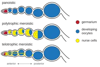 Diagram of ovariole types