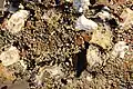 Though they are also farmed locally, wild oysters are native to Daniel's Bay, Lunawanna, seen here at low tide (2017)