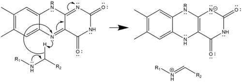 Hydride Transfer Mechanism of Polyamine Oxidation