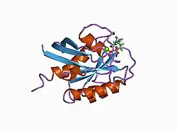 1aa9: HUMAN C-HA-RAS(1-171)(DOT)GDP, NMR, MINIMIZED AVERAGE STRUCTURE