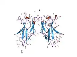 1bft: STRUCTURE OF NF-KB P50 HOMODIMER BOUND TO A KB SITE