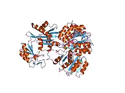 1eud: CRYSTAL STRUCTURE OF PHOSPHORYLATED PIG HEART, GTP-SPECIFIC SUCCINYL-COA SYNTHETASE