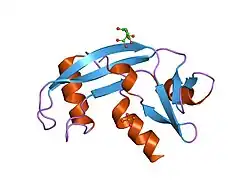 1h53: BINDING OF PHOSPHATE AND PYROPHOSPHATE IONS AT THE ACTIVE SITE OF HUMAN ANGIOGENIN AS REVEALED BY X-RAY CRYSTALLOGRAPHY