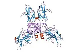 1imh: TonEBP/DNA COMPLEX