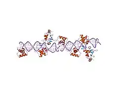 1k78: Pax5(1-149)+Ets-1(331-440)+DNA