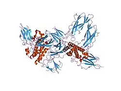1kf9: PHAGE DISPLAY DERIVED VARIANT OF HUMAN GROWTH HORMONE COMPLEXED WITH TWO COPIES OF THE EXTRACELLULAR DOMAIN OF ITS RECEPTOR