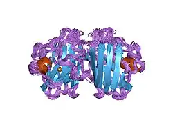 1l3n: The Solution Structure of Reduced Dimeric Copper Zinc SOD: the Structural Effects of Dimerization