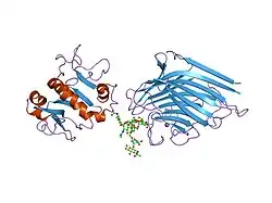 1lgb: INTERACTION OF A LEGUME LECTIN WITH THE N2 FRAGMENT OF HUMAN LACTOTRANSFERRIN OR WITH THE ISOLATED BIANTENNARY GLYCOPEPTIDE: ROLE OF THE FUCOSE MOIETY