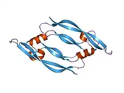 1mkk: Disulfide deficient mutant of vascular endothelial growth factor A (C61A and C104A)