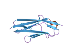 1u2h: X-ray Structure of the N-terminally truncated human APEP-1