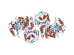 1vkl: RABBIT MUSCLE PHOSPHOGLUCOMUTASE