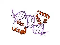 1w0t: HTRF1 DNA-BINDING DOMAIN IN COMPLEX WITH TELOMERIC DNA.