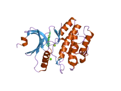 1x8b: Structure of human Wee1A kinase: kinase domain complexed with inhibitor PD0407824