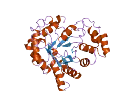 1xgd: Apo R268A human aldose reductase