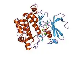 1xr1: Crystal structure of hPim-1 kinase in complex with AMP-PNP at 2.1 A Resolution