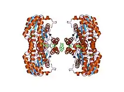 1xu7: Crystal Structure of the Interface Open Conformation of Tetrameric 11b-HSD1