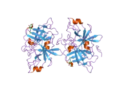1ybw: Protease domain of HGFA with no inhibitor