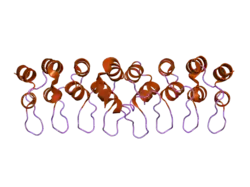 1ymp: The Crystal Structure of a Partial Mouse Notch-1 Ankyrin Domain: Repeats 4 Through 7 Preserve an Ankyrin Fold