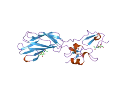 1yuk: The crystal structure of the PSI/Hybrid domain/ I-EGF1 segment from the human integrin beta2 at 1.8 resolution