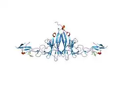 2aw2: Crystal structure of the human BTLA-HVEM complex