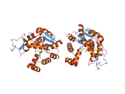 2bbw: Crystal structure of human adenylate kinase 4 (AK4) in complex with diguanosine pentaphosphate