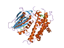 2bu2: CRYSTAL STRUCTURES OF HUMAN PYRUVATE DEHYDROGENASE KINASE 2 CONTAINING PHYSIOLOGICAL AND SYNTHETIC LIGANDS